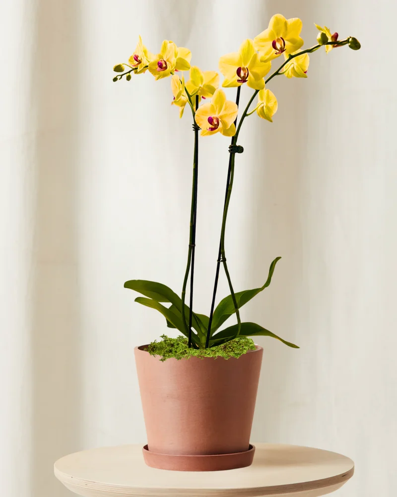 yellow orchid in clay pot