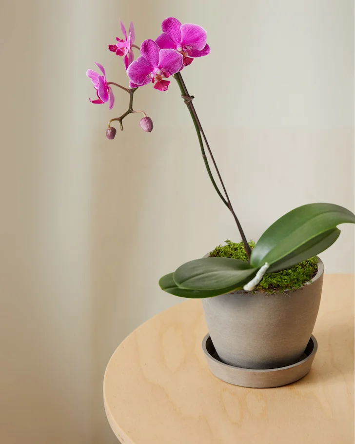 purple orchid in taupe pot