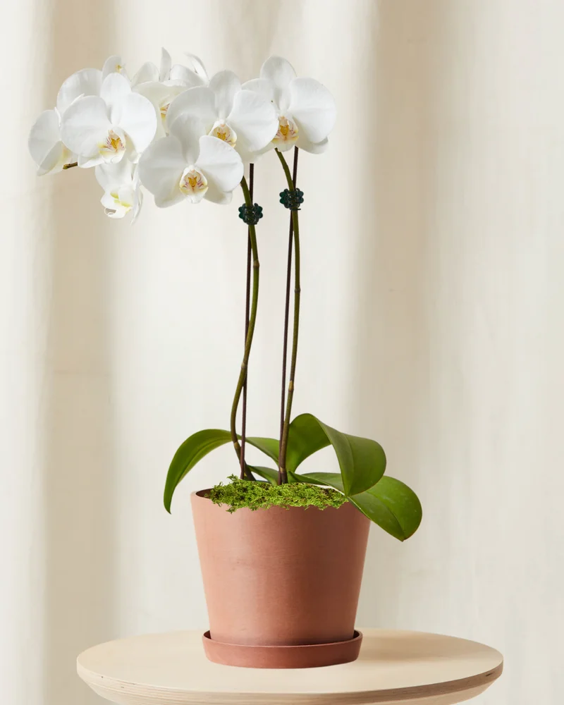tall white orchid in clay pot
