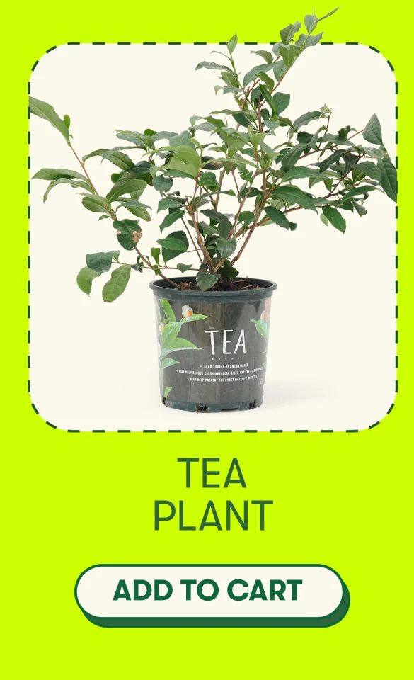 TEA PLANT [ADD TO CART]