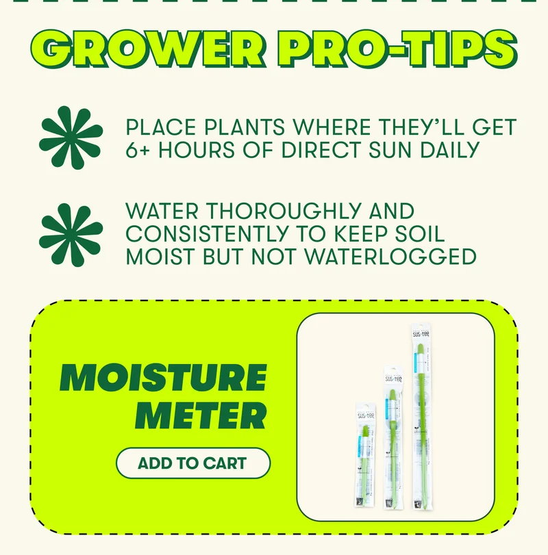 GROWER PRO-TIPS  Place plants where they’ll get 6+ hours of direct sun daily Water thoroughly and consistently to keep soil moist but not waterlogged. Moisture Meter [ ADD TO CART]