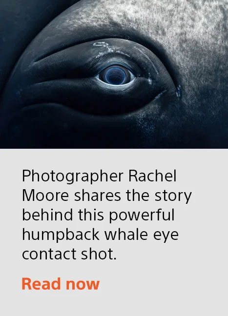Photograhper, Rachel Moore, shares the story behind this powerful humpback whale eye contact shot. | Read now