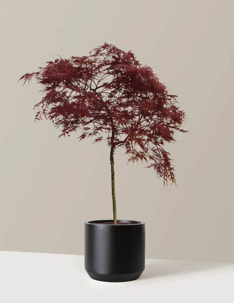 Image of Red Dragon Japanese Maple Tree