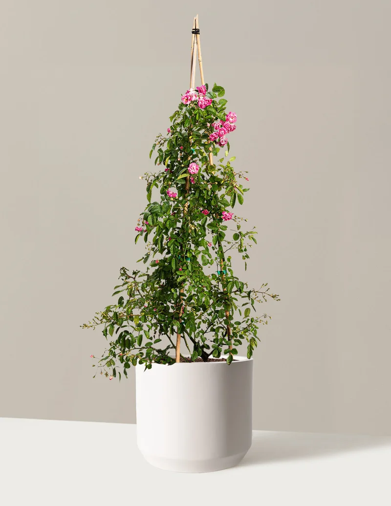 Image of Peggy Martin Climbing Rose