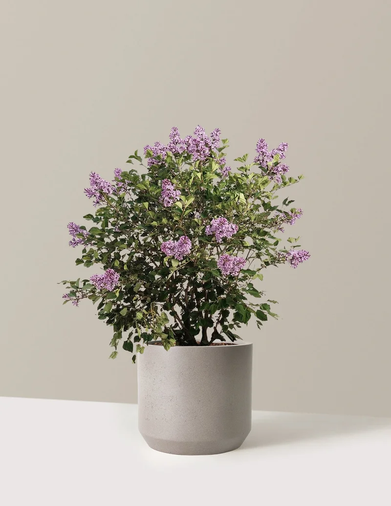 Image of Bloomerang Lilac Bush
