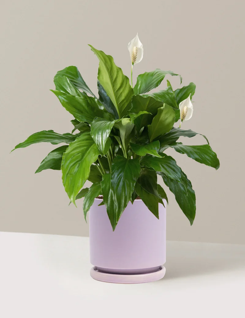 Image of Peace Lily