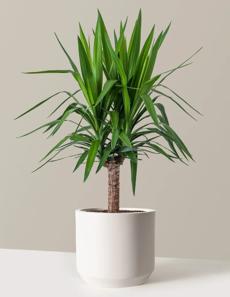 Image of Yucca Plant Single Stem
