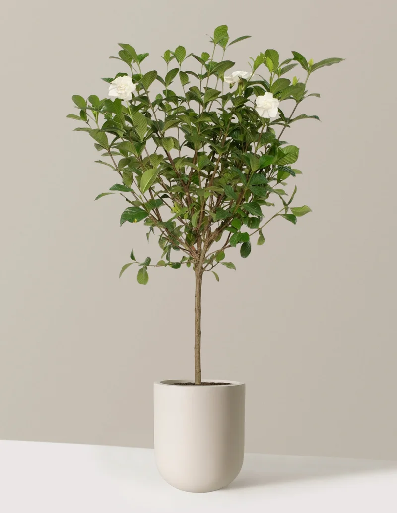Image of Large Gardenia Tree