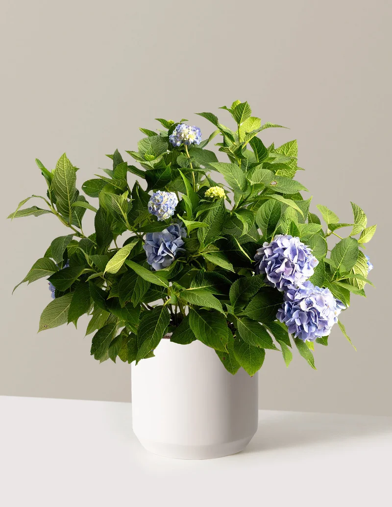 Image of Endless Summer® Hydrangea