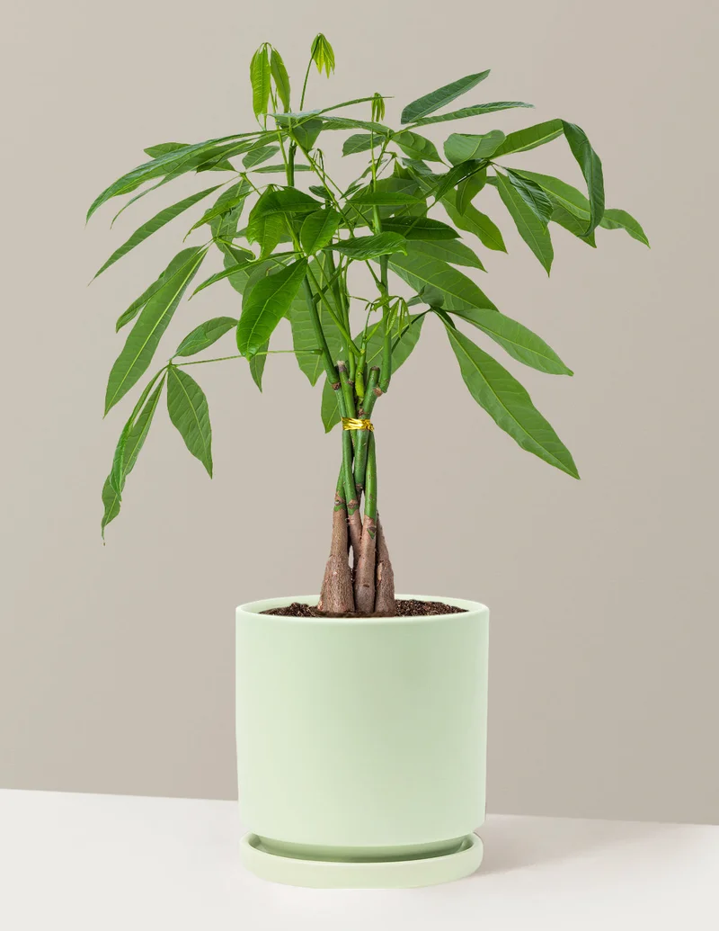 Image of Money Tree Plant