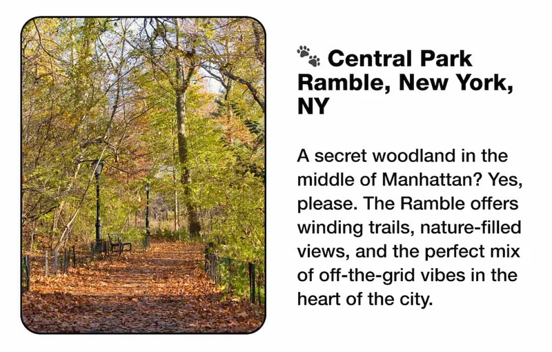 🐾 Central Park Ramble, New York, NY