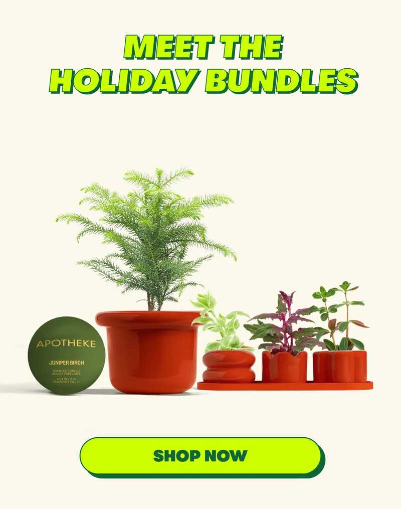 Meet The Holiday Bundles [SHOP NOW]