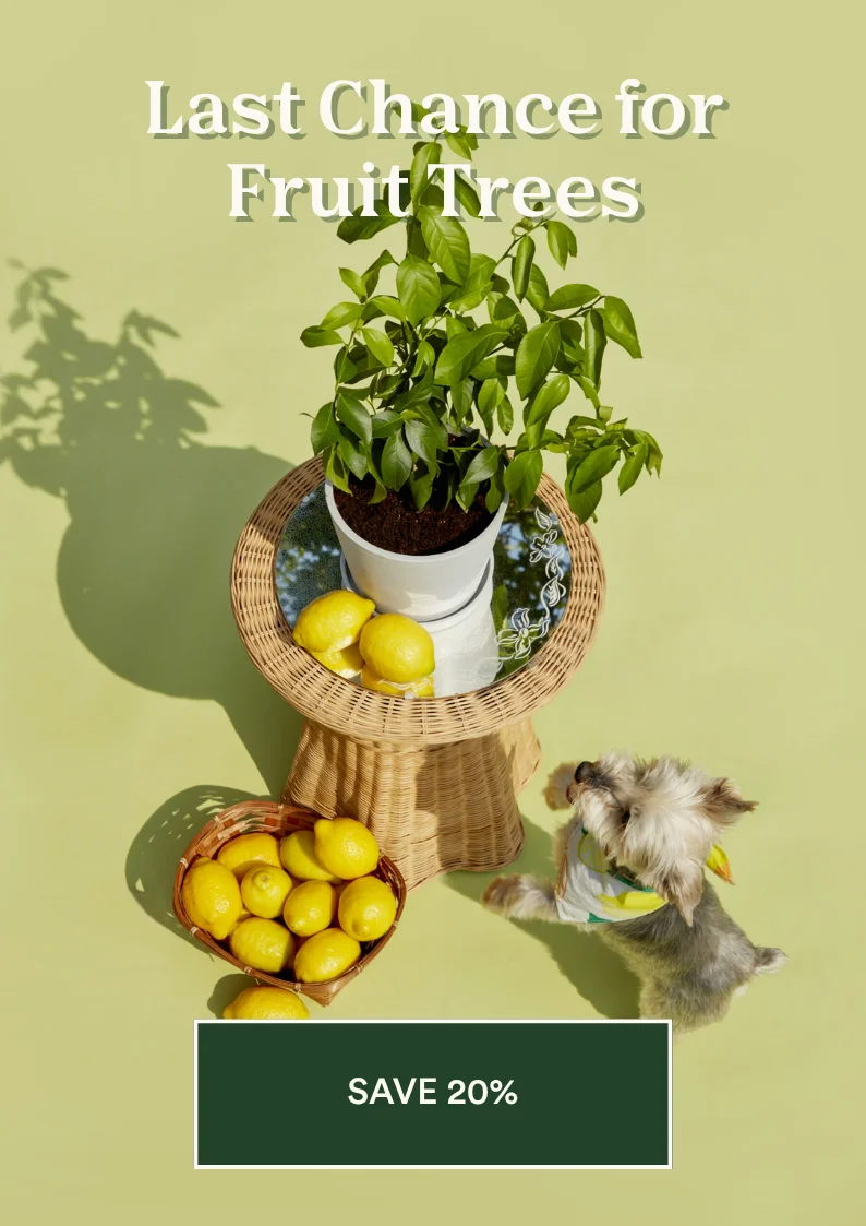 save on fruit trees