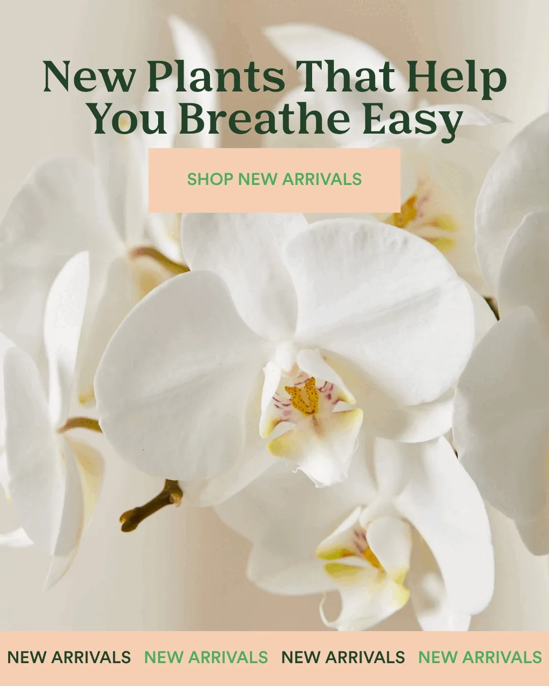 shop NEW ARRIVALS