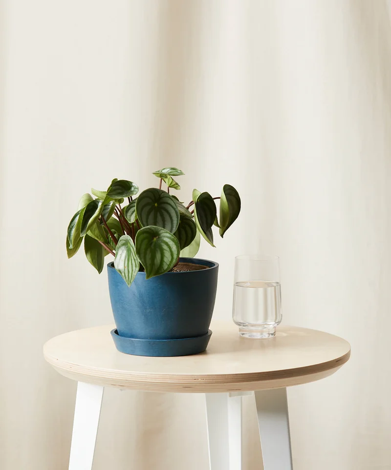 Image of Peperomia Watermelon