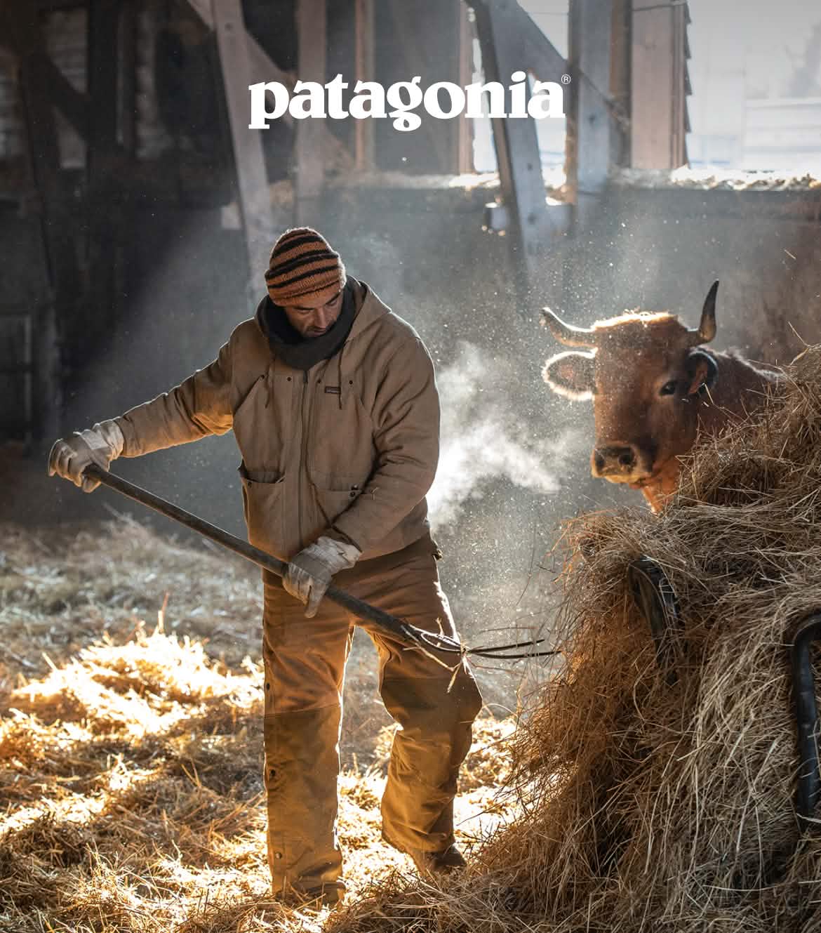 Patagonia. A person forks hay for a cow in a barn.
