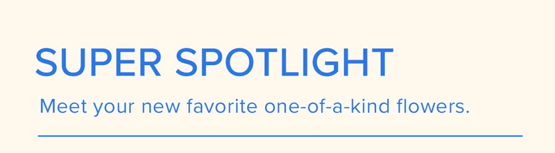 SUPER SPOTLIGHT! Meet your new favorite one-of-a-kind flowers.
