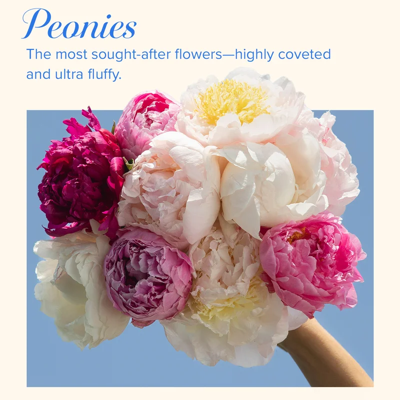 Peonies = The most sought-after flowers—highly coveted and ultra fluffy.