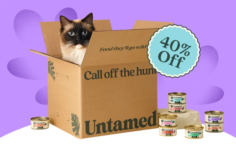 Untamed cat