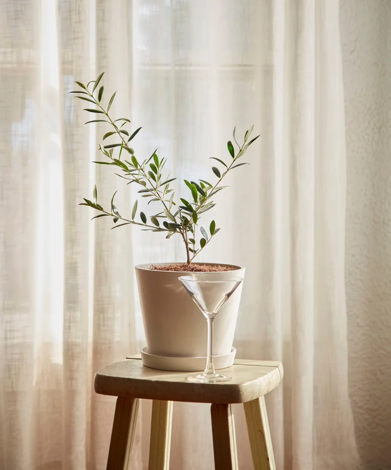 Image of Olive Tree