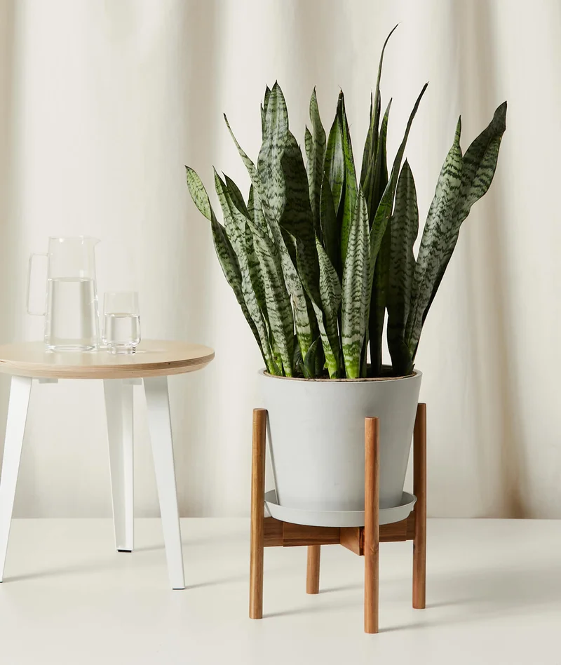 Image of Adjustable Wooden Plant Stand