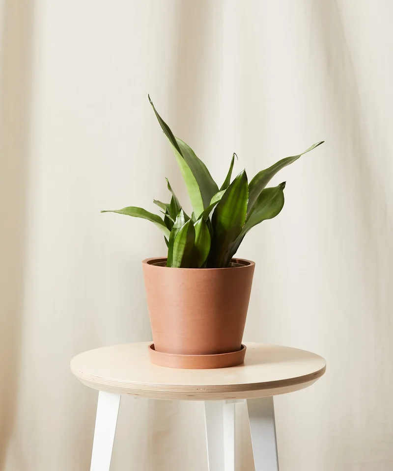 Image of Sansevieria Moonshine