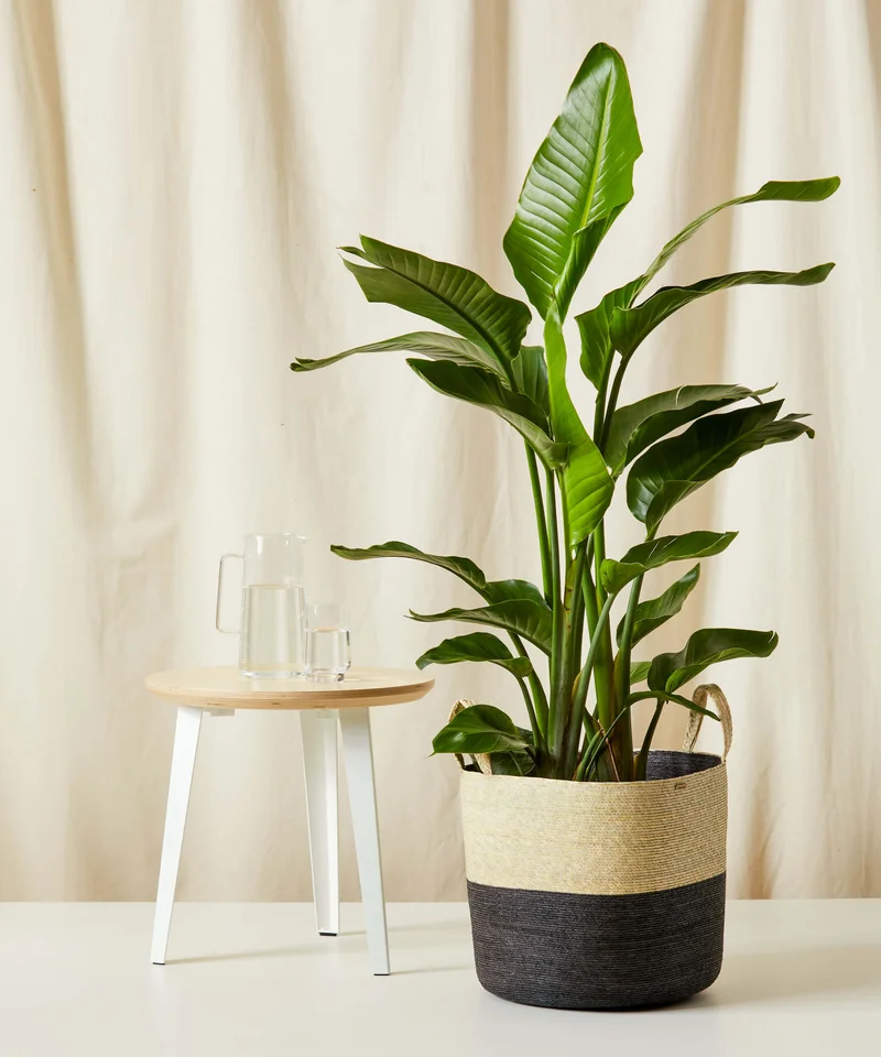 Image of Bird of Paradise Luxe