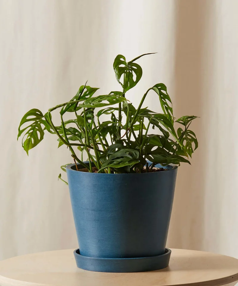 Image of Monstera Adansonii