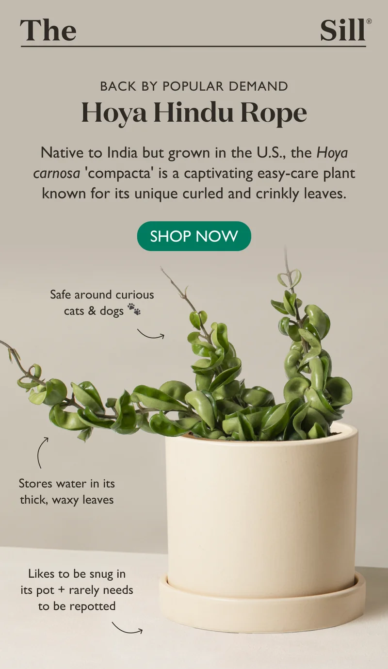 Native to India but grown in the U.S., the Hoya carnosa compacta is a captivating easy-care plant know for its curled leaves and rope-like vines.