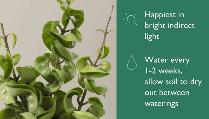 The Hoya Hindu Rope is happiest in bright indirect light with water every 1-2 weeks. Allow soil to dry out between waterings.
