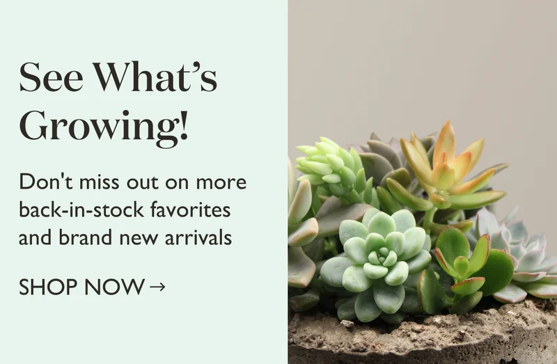 Don't miss out on more back-in-stock favorites and brand new arrivals!