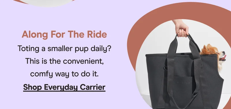 everyday carrier