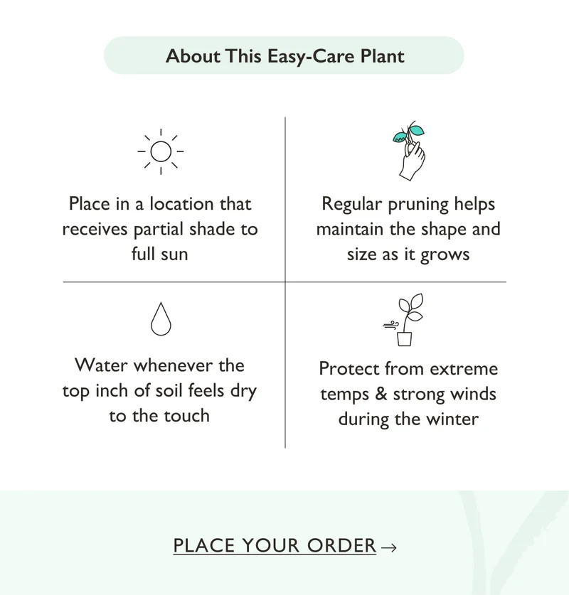 Place your Boxwood in a location that receives partial shade to full sun. Water whenever the top inch of soil feels dry to the touch.