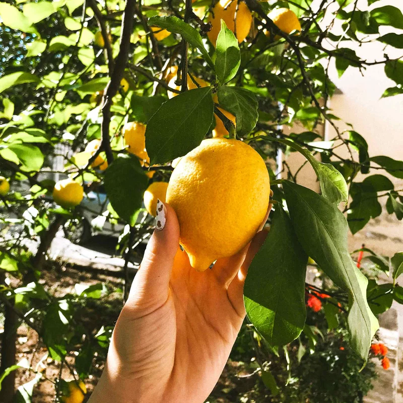 Image of Improved Meyer Lemon Tree