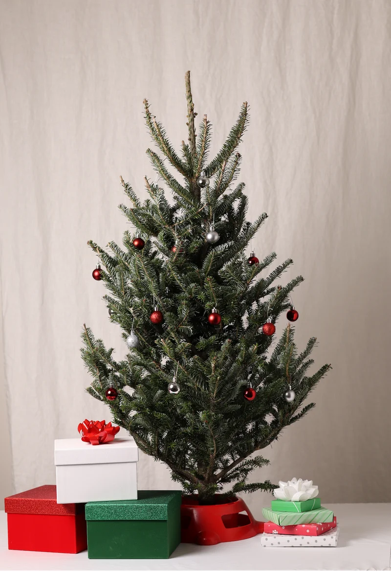 decorated fir tree