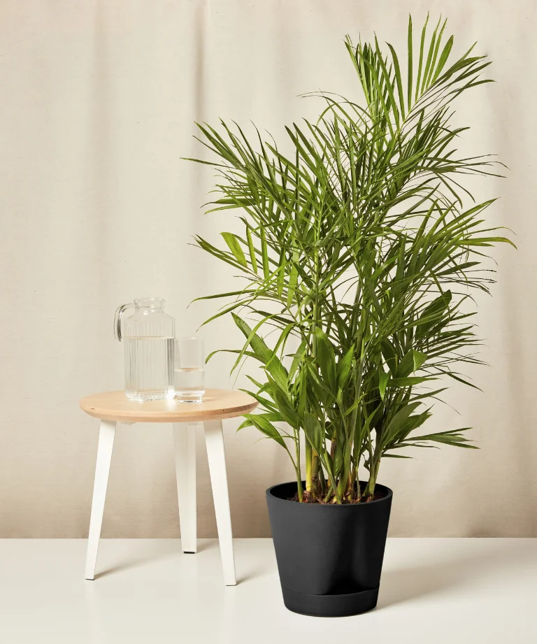 Image of Bamboo Palm