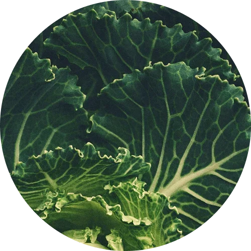 Magnesium