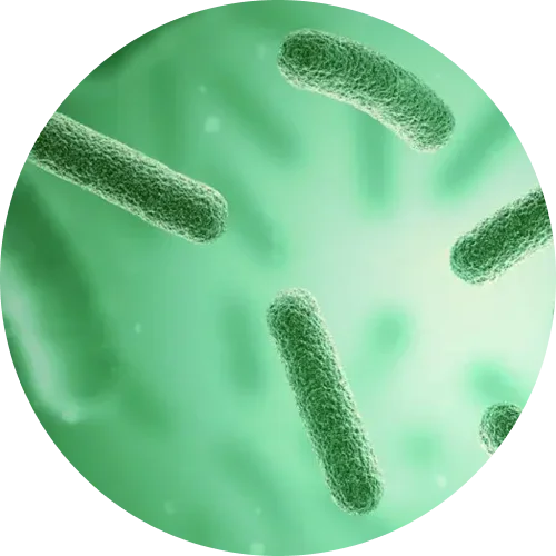 Probiotic Blend