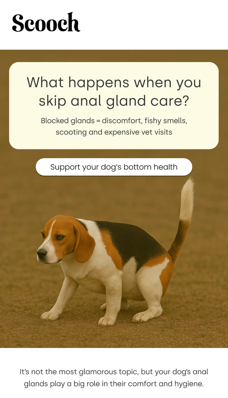 Blocked glands = discomfort, fishy smells, and vet visits 😓 - Support your pup’s bottom health