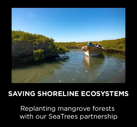 planting mangrove trees cta
