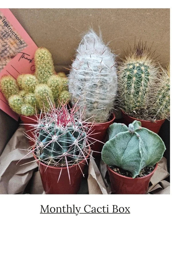 Monthly Cacti Box! Quarter Moon Farms