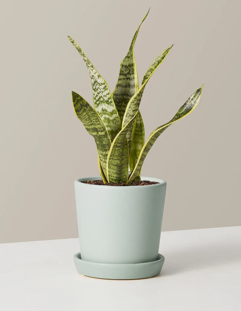 Image of Snake Plant Laurentii