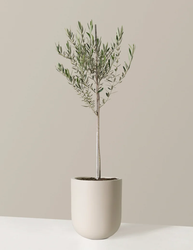 Image of Large Olive Tree