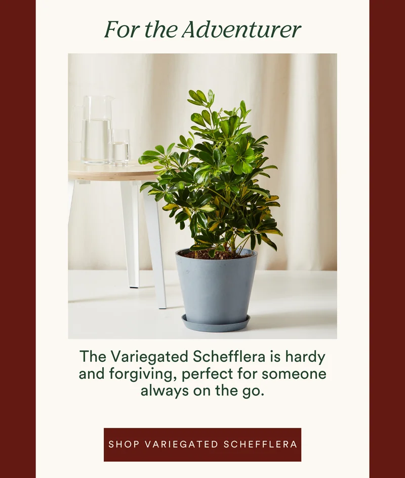 for the adventurer: shop variegated schefflera