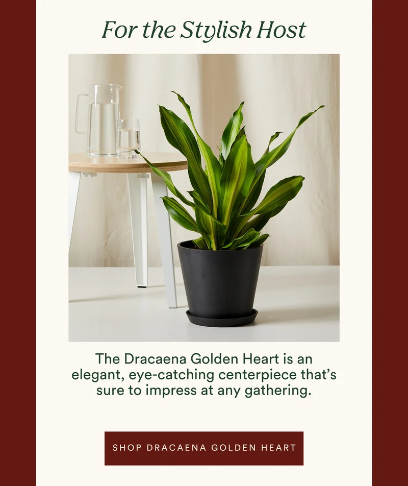 for the stylish host: shop dracaena golden heart
