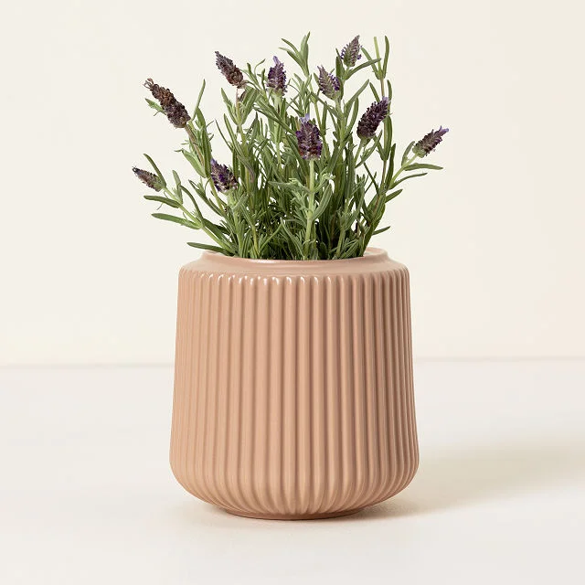 Self-Watering Lavender Grow Kit