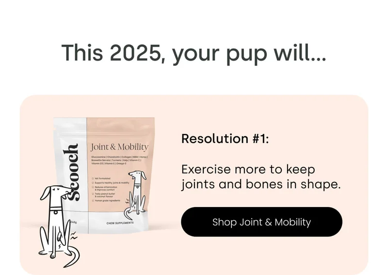 This 2025, your pup will  Exercise more to keep joints and bones in shape.