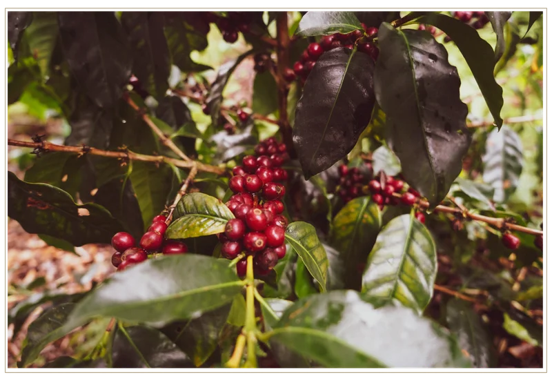 Photo: Ripe coffee cherries on branch
