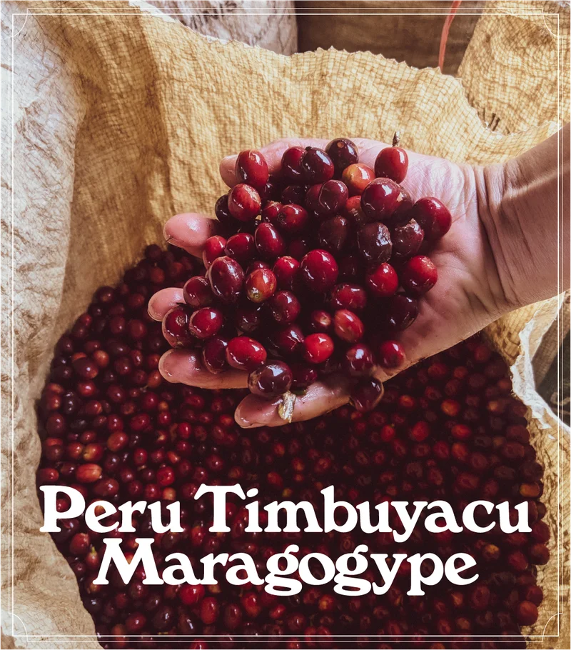 Peru Timbuyacu Maragogype