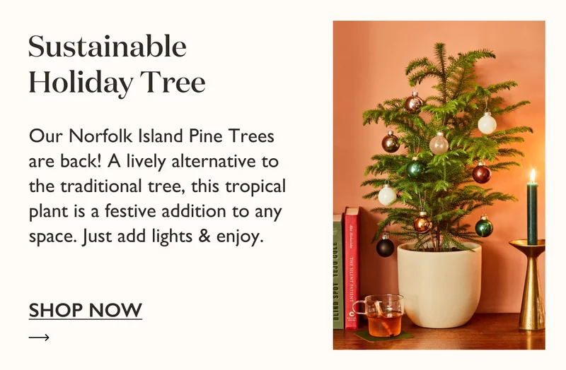 Our Norfolk Island Pine Trees are back! A lively alternative to the traditional tree, this tropical plant is a festive addition to any space. Just add lights and enjoy.